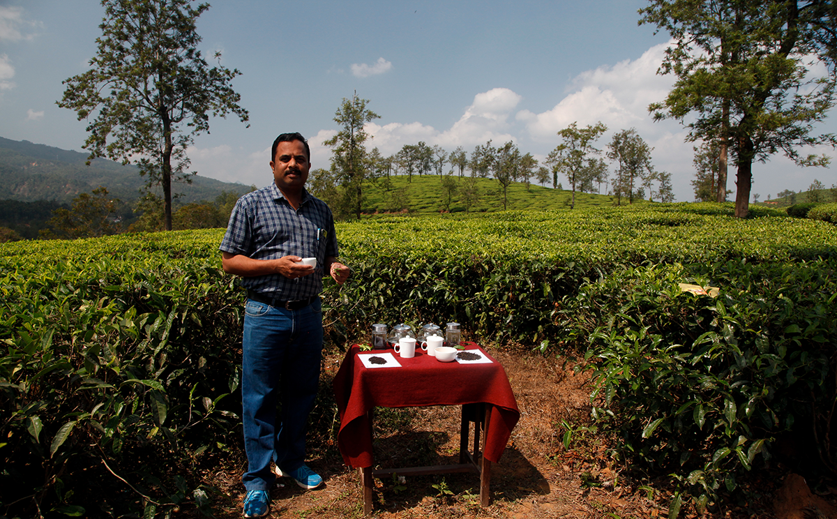 In the tea fields