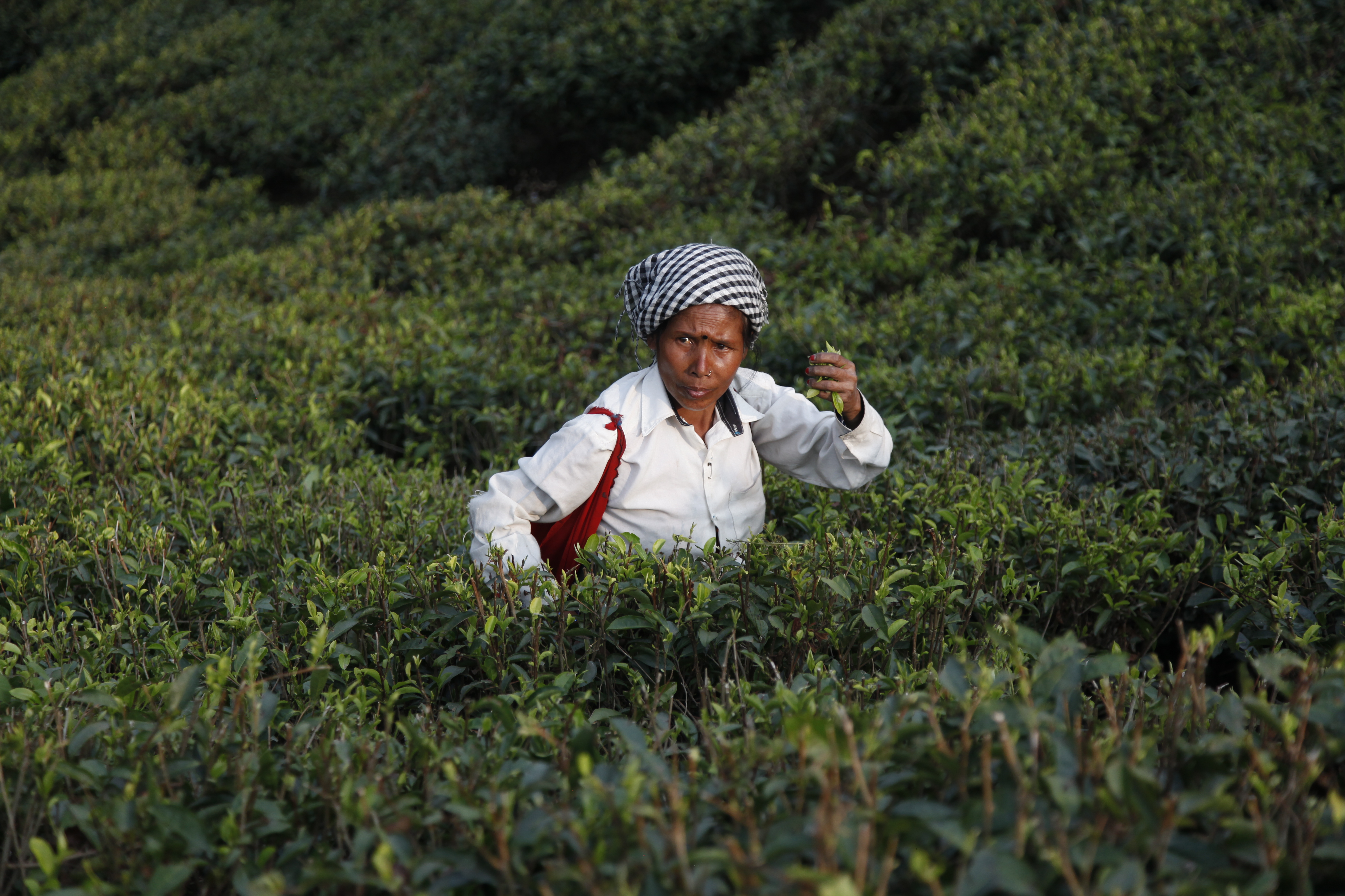 Darjeeling Opens the Season