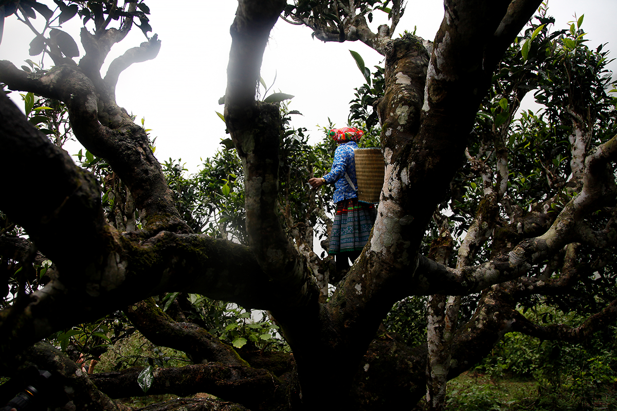 Harvesting in the treetops in the Golden Triangle!