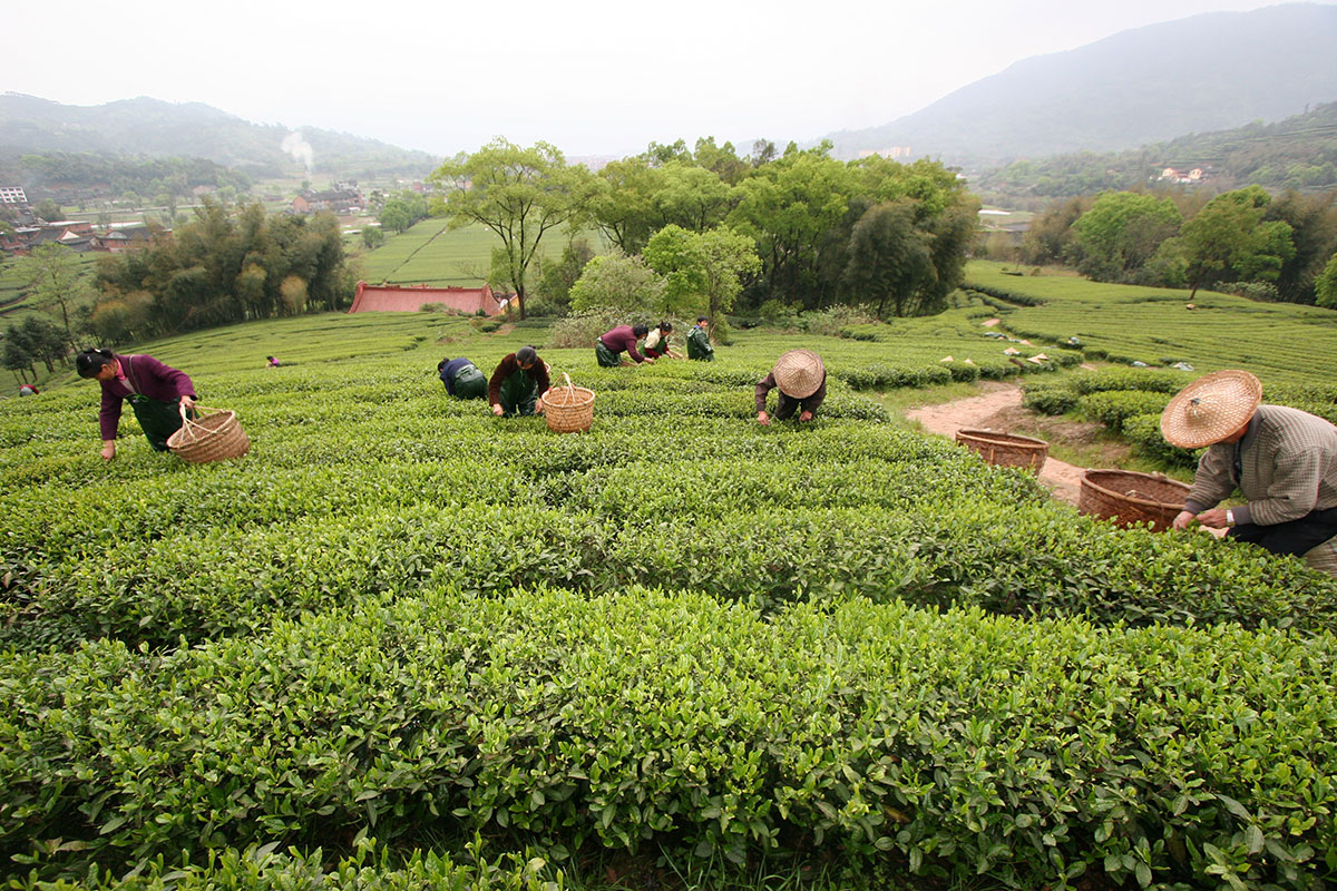 About the selection of Chinese new-season green teas