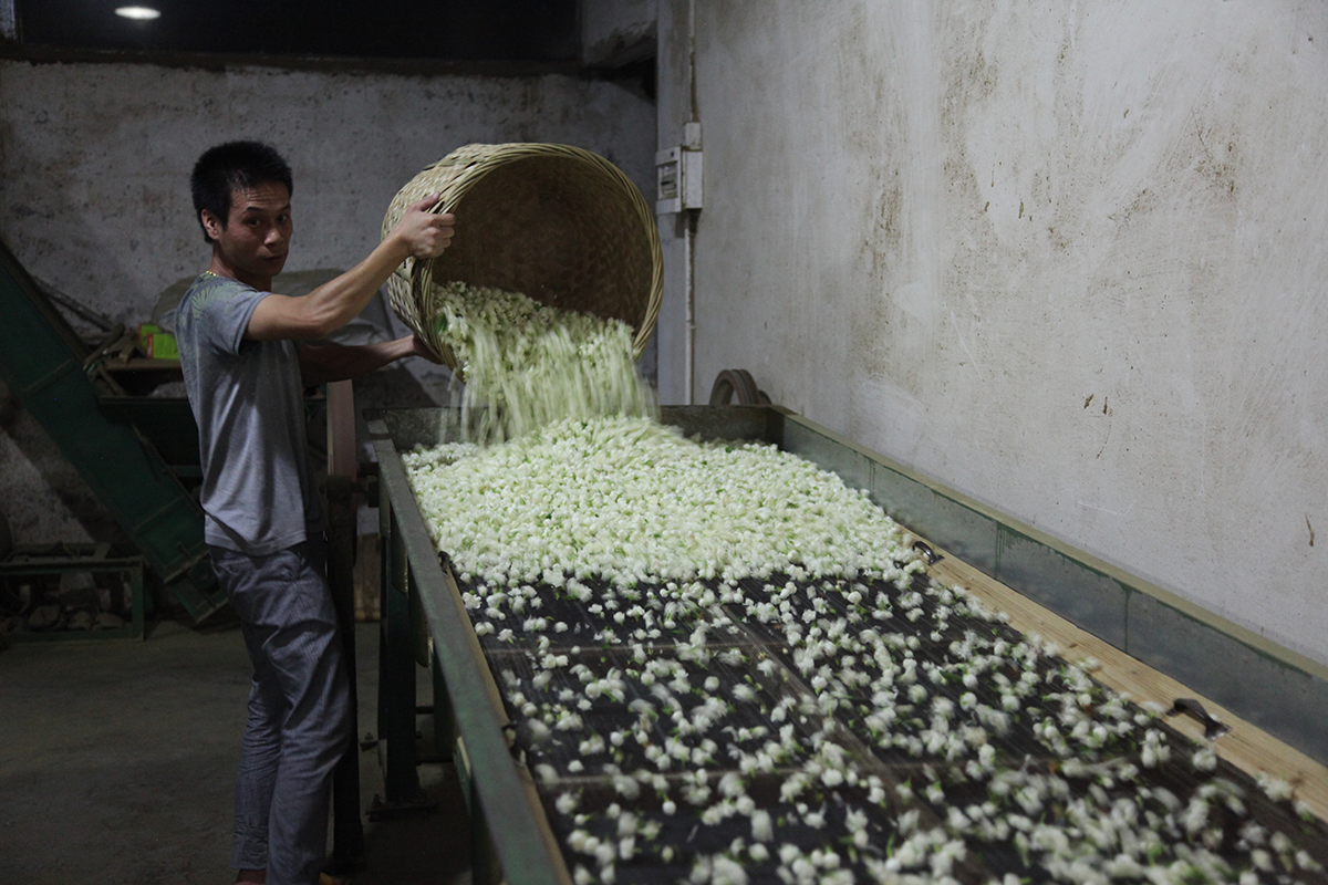 Varying qualities of jasmine tea