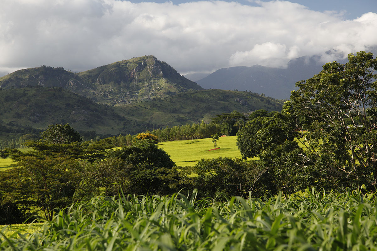 The work of a tea researcher