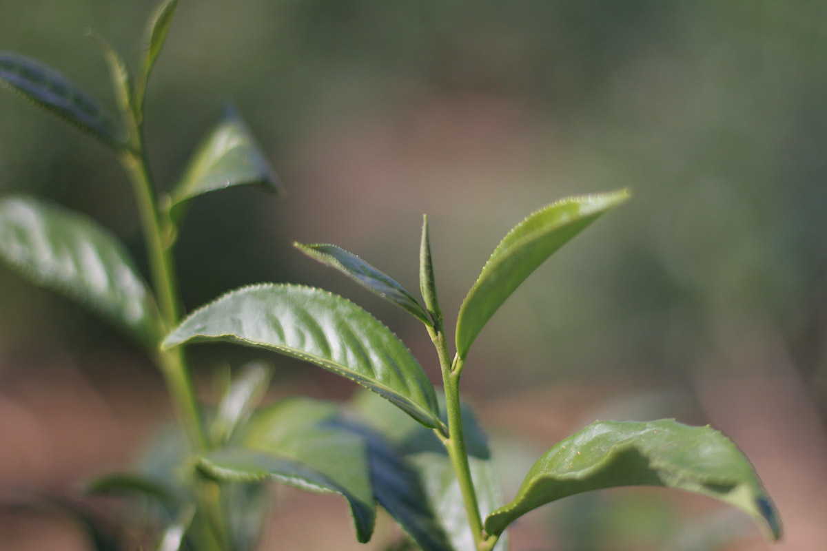 The tea plant reawakens