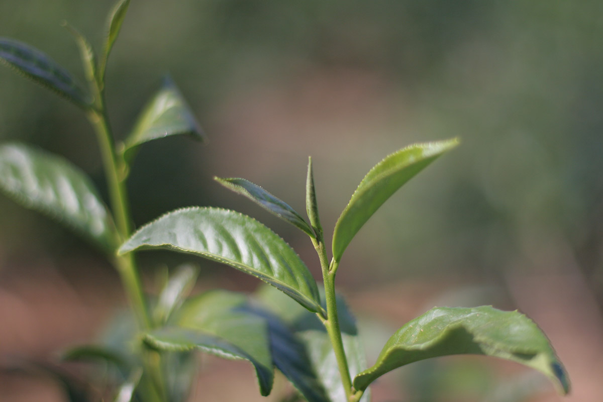 The tea plant reawakens The tea plant reawakens