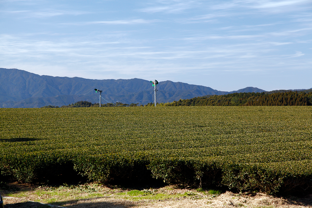 Tea plants in winter