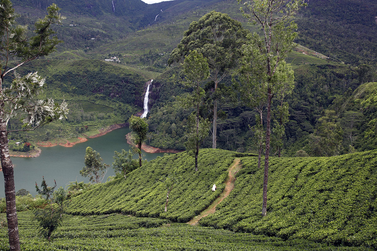 A beautiful landscape does not always produce good tea