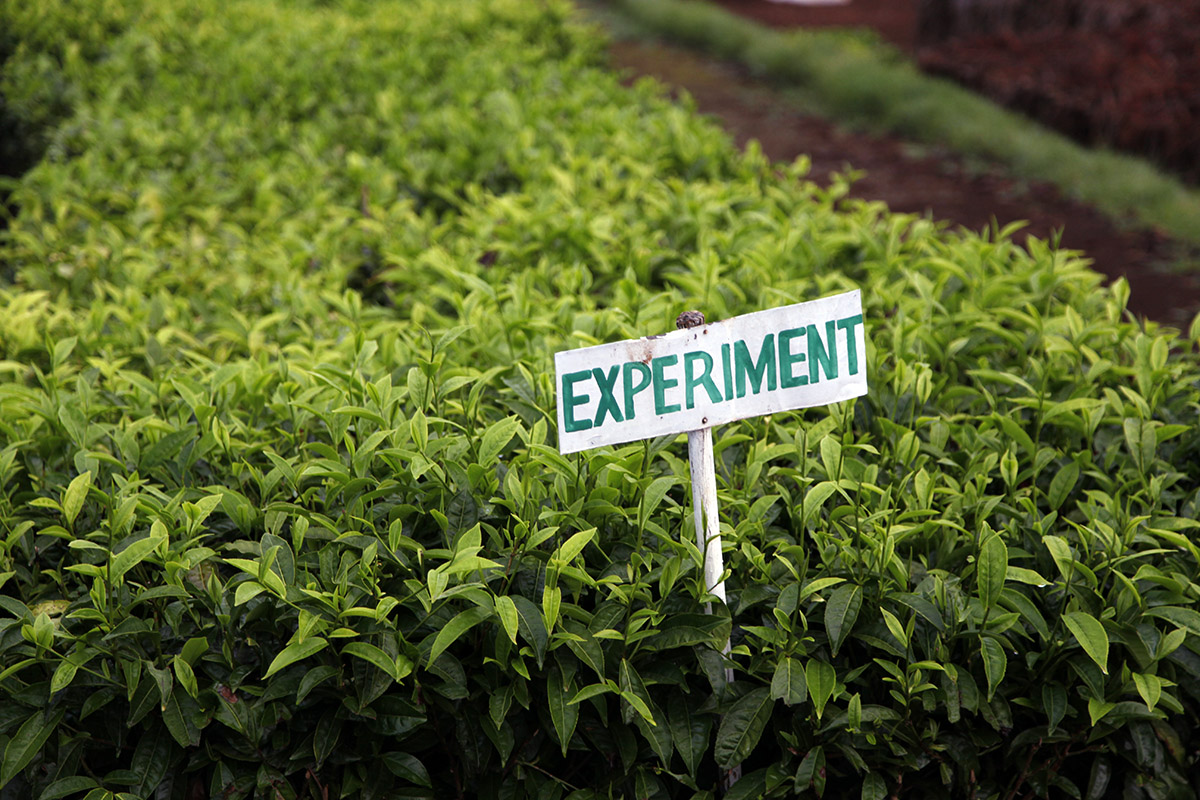 Stronger, more robust tea plants