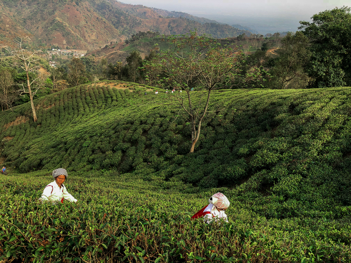 Darjeeling kicks off the season