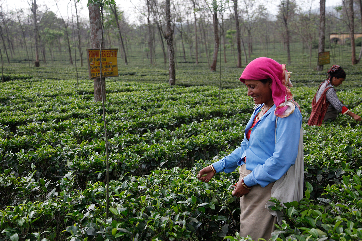 Rohini Early Spring, a premium tea from cultivar B157