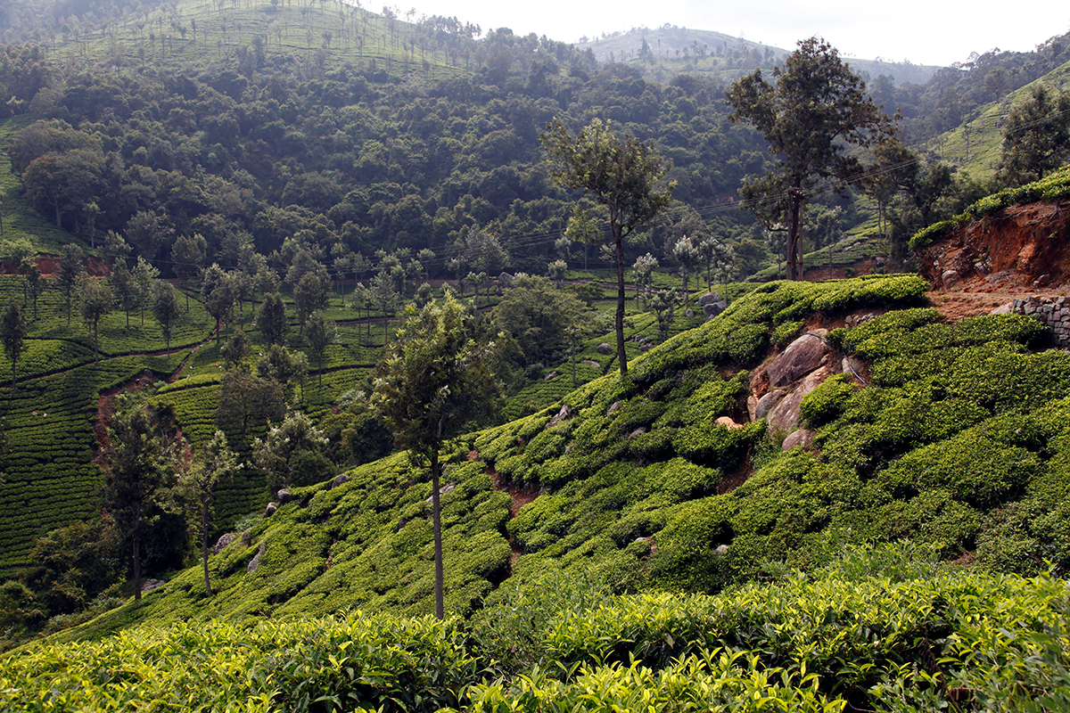 While we wait for Darjeeling, here’s Kotagiri Frost