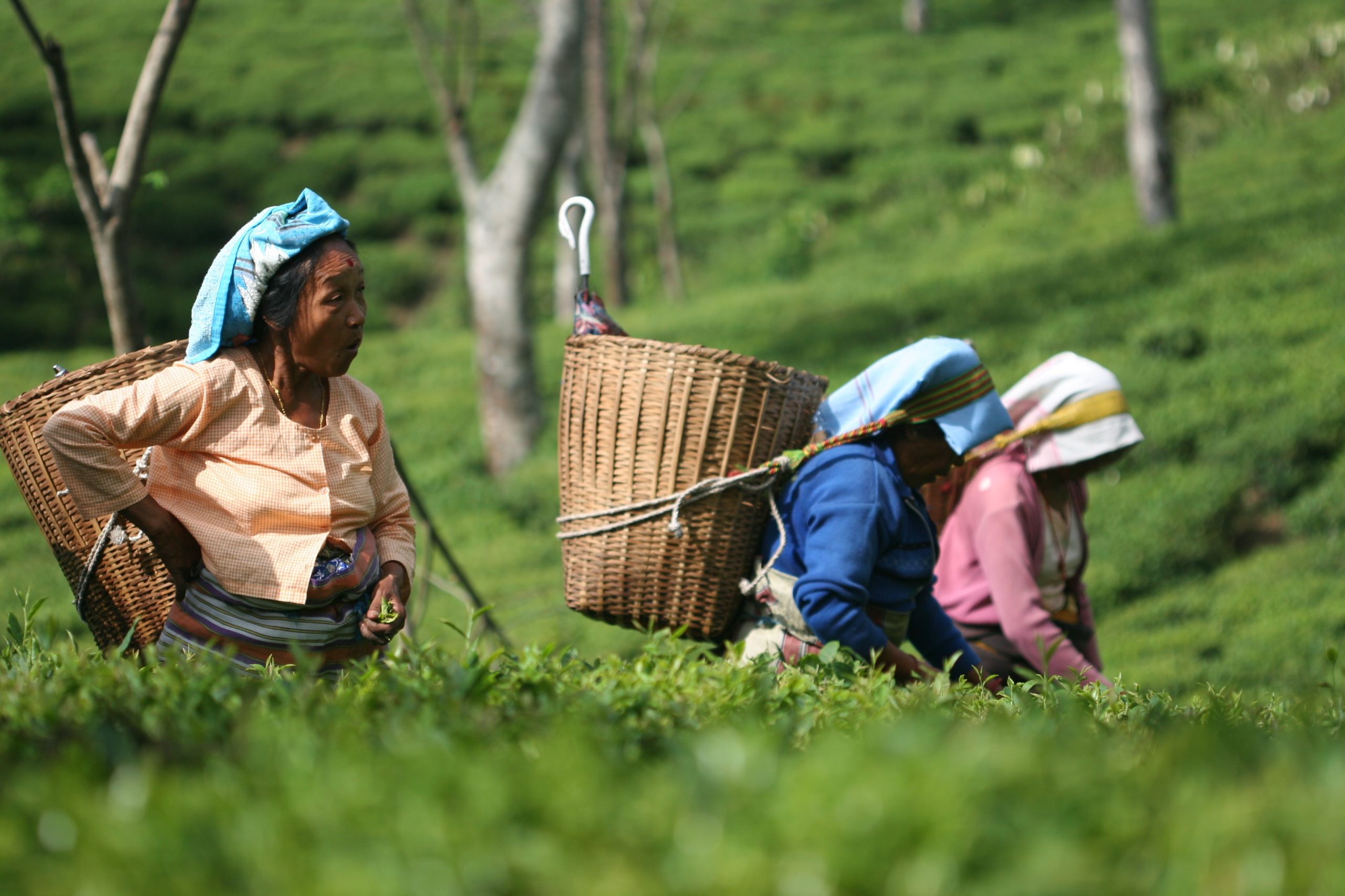 In Darjeeling, the first harvests aren’t the best