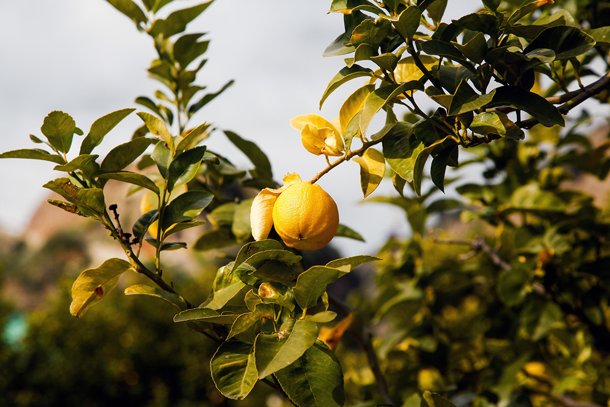 Bergamot, a fruit from a grafted tree