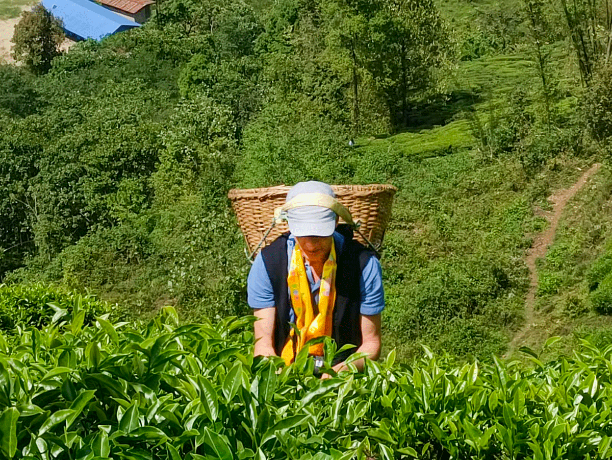 The art of picking tea