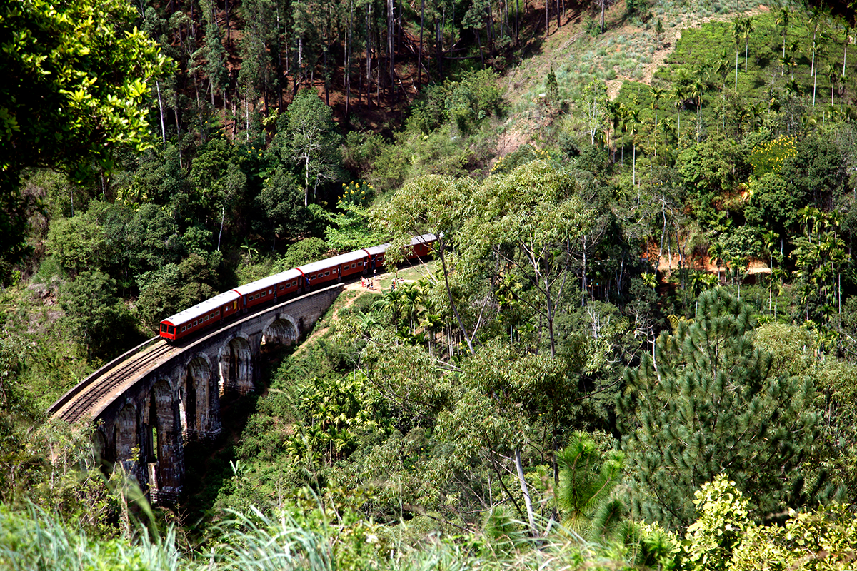 Trains and tea fields