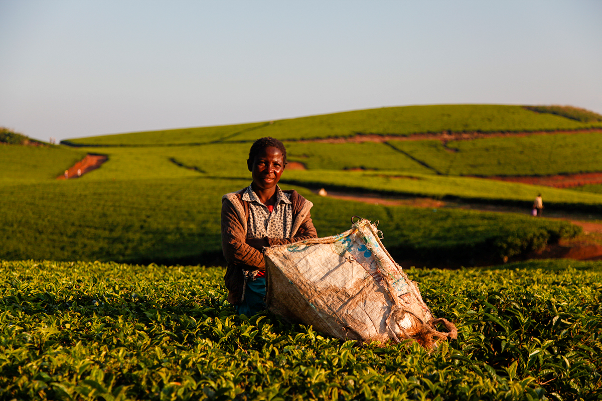 In Malawi, the Satemwa plantation is celebrating its 100th anniversary